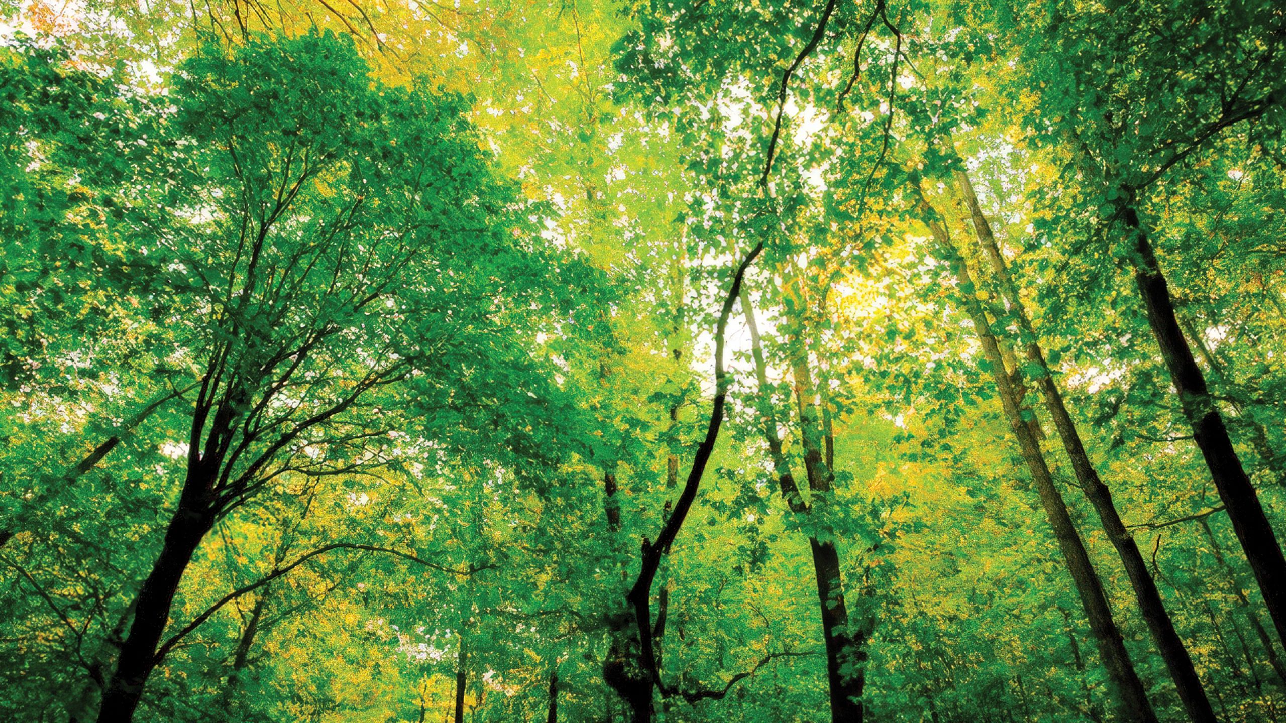 Plants Harvesting Light and the Color Green